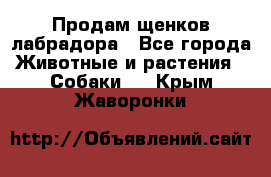 Продам щенков лабрадора - Все города Животные и растения » Собаки   . Крым,Жаворонки